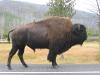 PICTURES/Yellowstone National Park - Day 2/t_Poser Buffalo2.JPG